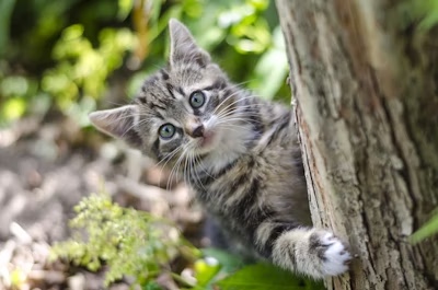 A kitten posing behind a tree