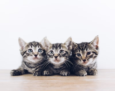 Three tabby kittens